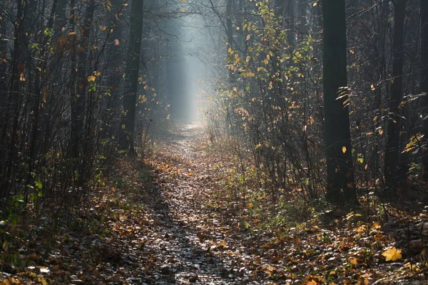 Fußweg Nebligen Herbst Wald Polen Europa — Stockfoto
