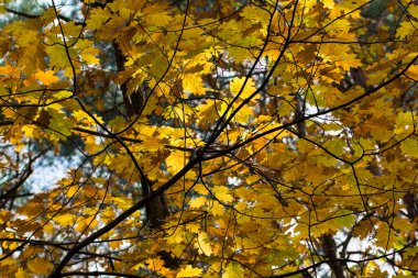 Sonbahar sarı meşe yaprakları ağaç seçici odak