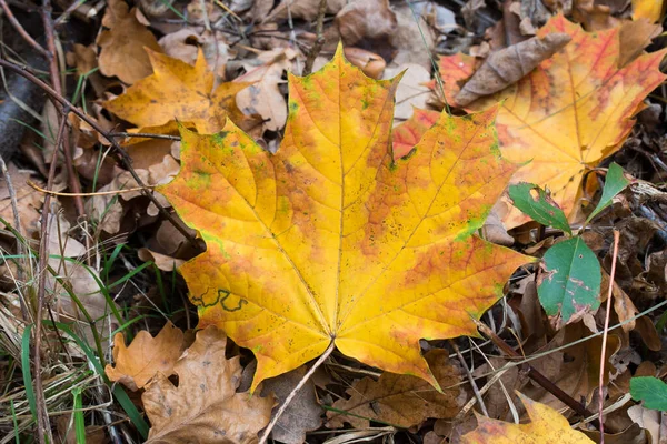 Feuille Érable Jaune Automne Tombée Sur Foyer Sélectif Sol — Photo