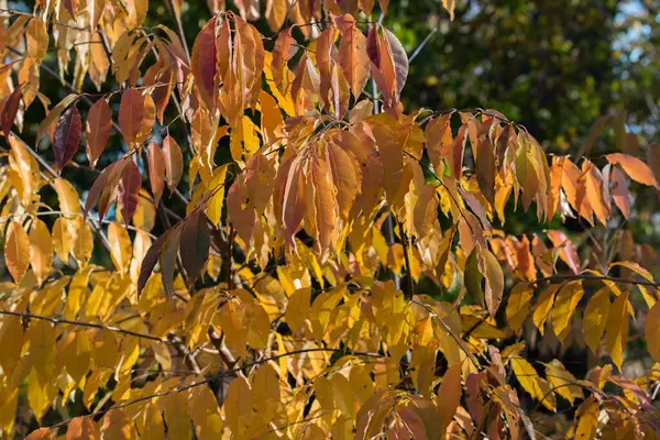 Prunus Padus Pájaro Cereza Amarillo Naranja Hojas Otoño Ramita Enfoque — Foto de Stock