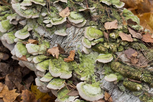 Trichaptum Biforme Poroid Fungus Birch Tree Closeup Selective Focus — Stock Photo, Image