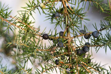 Dal üzerinde ardıç meyveleri yakın çekim seçici odak