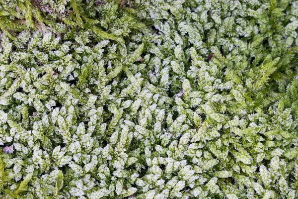 Winter Moss Covered Hoarfrost Closeup Selective Focus — Stock Photo, Image