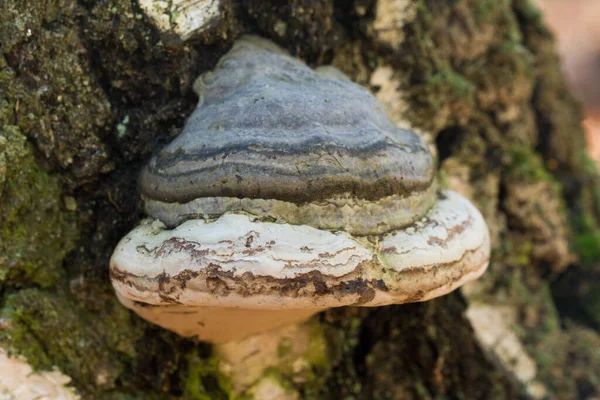 Fomes Fomentarius Tinder Fungus Old Birch Tree Closeup Selective Focus — Stock fotografie