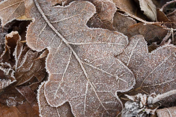 Foglia Quercia Ricoperta Brina Brina Fuoco Selettivo Macro — Foto Stock