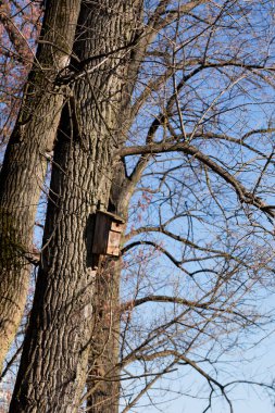 Eski kavak ağacına kuş barınağı