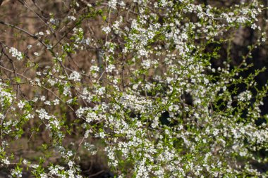 Mirabelle eriği beyaz bahar çiçekleri seçici odaklanma
