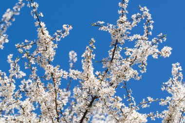 Beyaz çiçek açan Mirabelle erik ağacı mavi gökyüzü arkaplanı üzerine seçici bir odaklanma