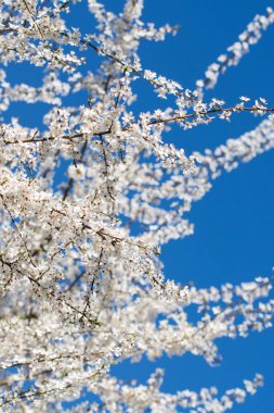 Beyaz çiçek açan Mirabelle erik ağacı mavi gökyüzü arkaplanı üzerine seçici bir odaklanma