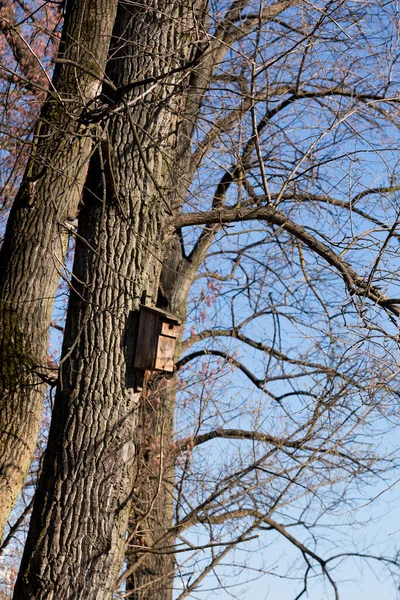 古いポプラの木の鳥の避難所 — ストック写真