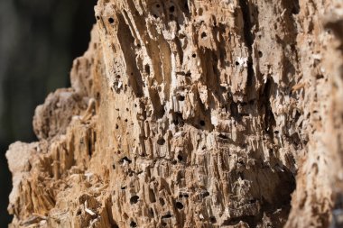 Böcekler tarafından yenen eski kavak ağacı yakından seçici odak noktası