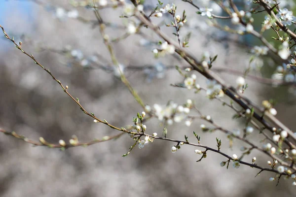 Mirabelle Plum White Flowering Twig Closeup Selective Focus — Photo