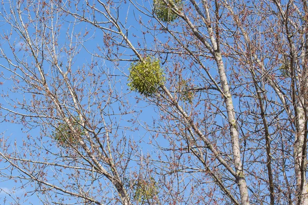 Viscum Album Mistletoe Growing Poplar Tree Blue Sky Background — Photo