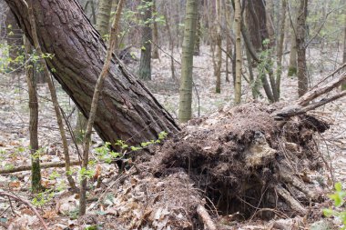 fallen pine tree in forest selective focus