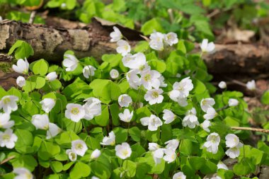 Oxalis asetosella, odun doru beyaz çiçekler ormanda yakın plan seçici odak