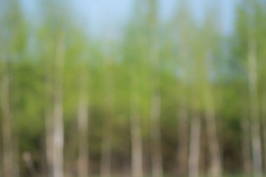 Odaklanamayan bahar huş ağaçları orman arka planı