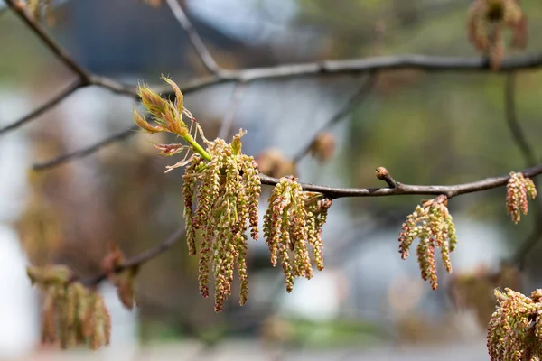 Quercus Rubra, kuzey kırmızı meşe çiçekleri dal üzerinde yakın plan seçici odak