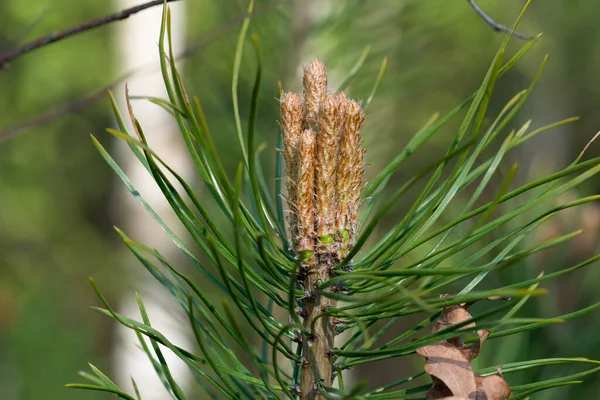 Taze çam filizi yakın plan seçici odak