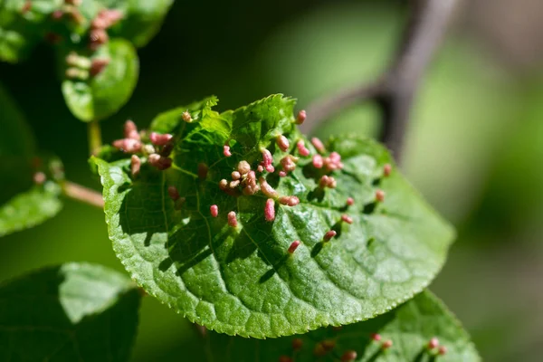 Safra kesesi, yeşil yapraklı cecidia yakın plan seçici odaklanma