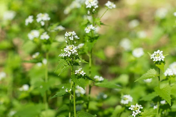 Alliaria petiolata, sarımsaklı hardal. Beyaz çiçekler seçici odak noktası.