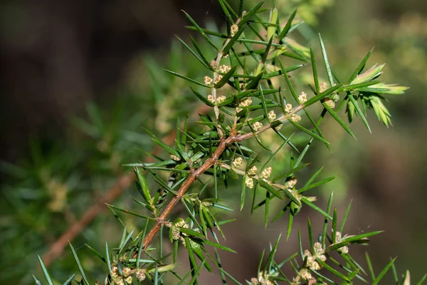 Dal üzerinde ardıç tomurcukları yakın çekim seçici odak