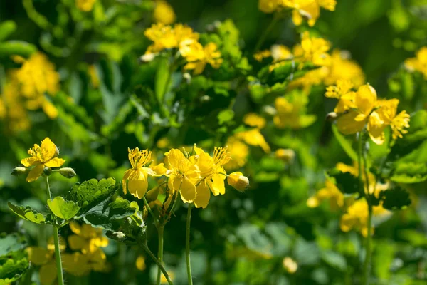 Greater Celandine Spring Yellow Blooming Flowers Closeup Selective Focus — Stock Photo, Image