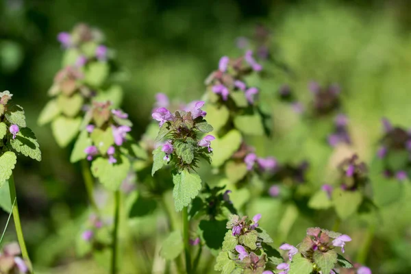 Lamium purpureum, kırmızı ölü ısırgan otu çiçekleri çayırda seçici odak noktalarını kapatır