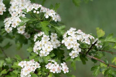 Beyaz Diken (Crataegus) çiçekleri dallara yakın seçici odak üzerinde