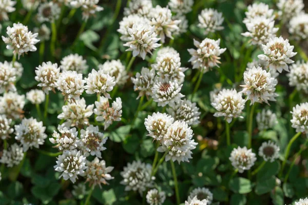 Trifolium Repens 牧草地で白いクローバーの花を閉じる選択的なフォーカス — ストック写真