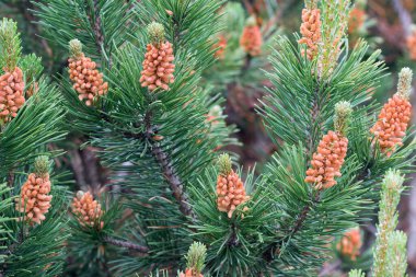 Çiçekli Pinus Mugo (bataklık çamı) yakın plan seçici odak