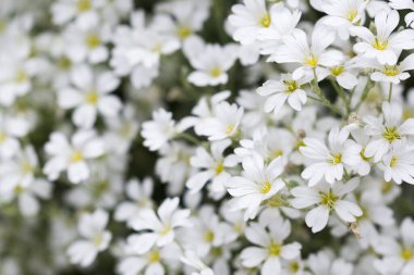 Sertiyum, fare kulaklı civciv beyaz çiçekler seçici odak noktalarını kapatır