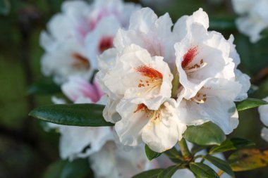 Çiçek açan beyaz ve pembe rhododendron yakın plan seçici odaklanma
