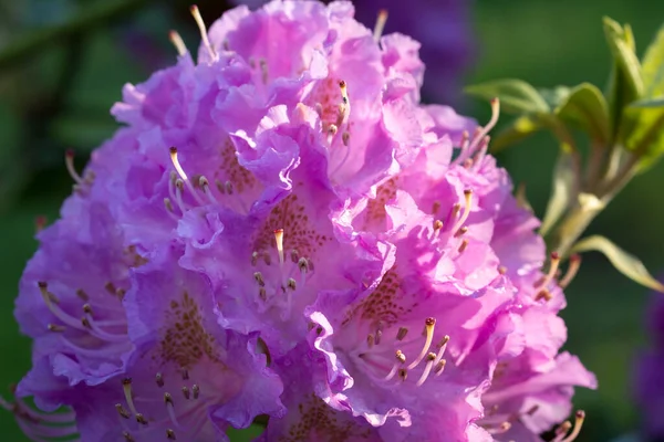 Çiçek Açan Pembe Rhododendron Yakın Plan Seçici Odak — Stok fotoğraf