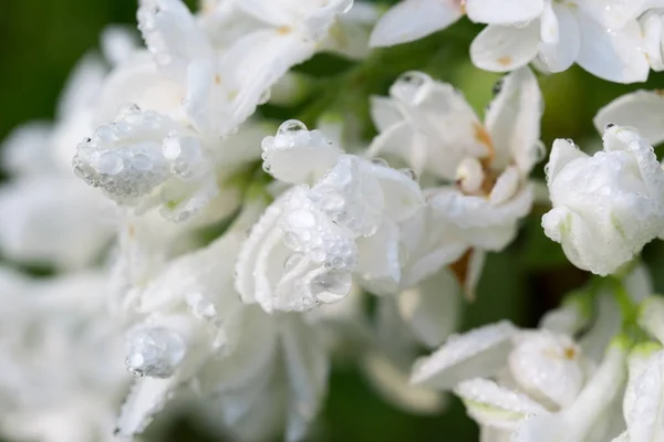 Syringa Lilac White Flower Dew Drops Macro Selective Focus — Stock Photo, Image