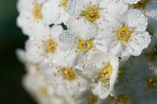 Crataegus Hlohu Bílé Květy Rosou Makro Detailní Selektivní Zaměření — Stock fotografie