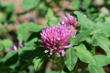 Trifolium pratense, çayırda kırmızı yonca yakın plan seçici odak
