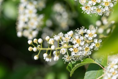 Kuş kirazı (prunus padus) beyaz çiçekler seçici odak noktasını kapatır