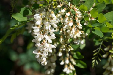 Robinia psödoacia, siyah çekirge beyaz çiçekler dal üzerinde yakın plan seçici odak