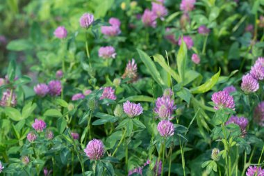Trifolium pratense, çayırda kırmızı yonca yakın plan seçici odak