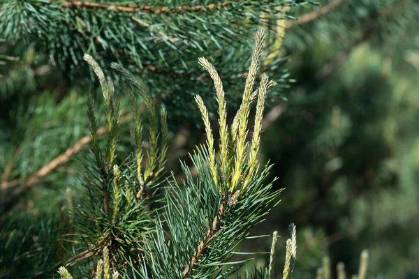 Verse Lente Pijnboom Spruit Close Selectieve Focus — Stockfoto