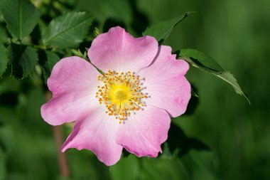 Dal üzerinde pembe yaban gülü çiçeği yakın plan seçici odak