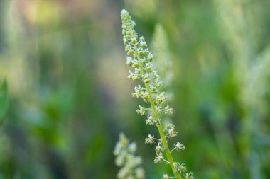 Reseda, çimenlikteki küçük çiçekleri yakın plan seçici odaklanma