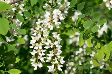 Robinia psödoacia, siyah çekirge beyaz çiçekler dal üzerinde yakın plan seçici odak