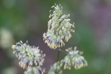 Ağaçlara yakın seçici odak noktasında çiçek açan çimenler.