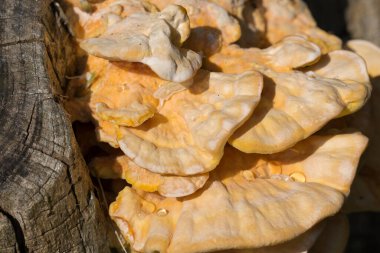 Laetiporus sülfür, sülfür raf turuncu parantez mantarı ağaçlara yakın seçici odaklanma.