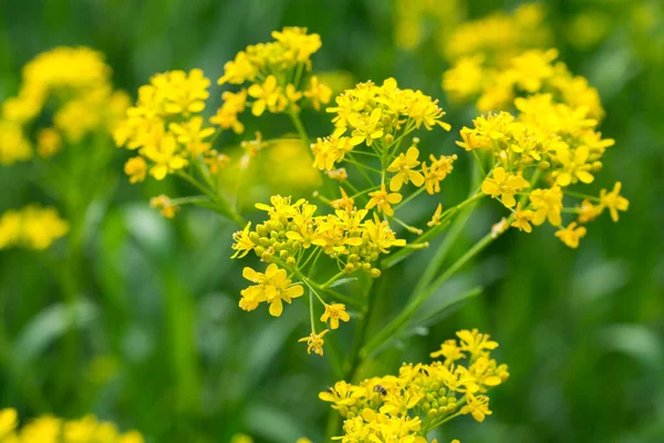 Isatis Tinctoria Dyer Woad Yellow Flowers Meadow Closeup Selective Focus — Foto de Stock