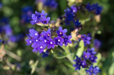 Anchusa officinalis, yaygın hata giderici, çayırdaki mor çiçekler yakın plan seçici odak