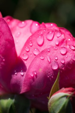 Güneşli bir günde pembe gül yapraklarına su damlaları düşer. Seçici odaklanma.