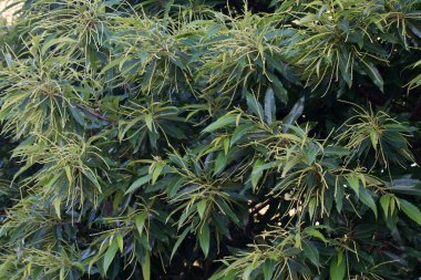 kastanea sativa, tatlı kestane ağacı catkins seçici odak