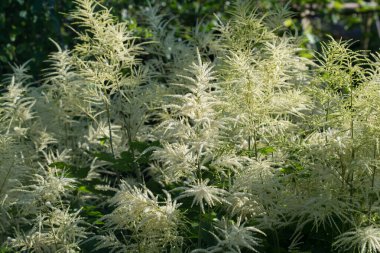Aruncus dioicus, keçi sakalı. Bahçedeki beyaz çiçekler. Kapalı seçici odak.